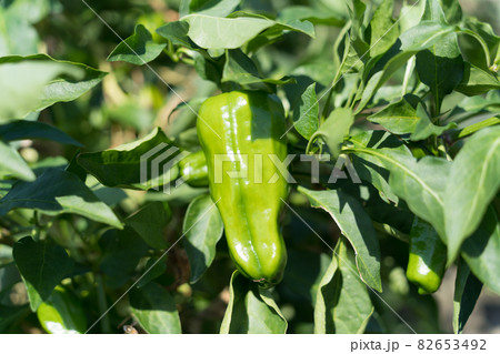 畑のピーマン 82653492