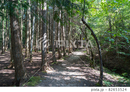 上桐生バス停から落ヶ滝へ向かう登山道(金勝アルプス) 上桐生バス停から落ヶ滝へ向かう登山道(金勝アルプス) 82653524
