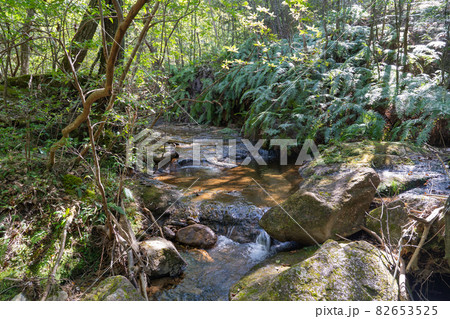 上桐生バス停から落ヶ滝へ向かう登山道（金勝アルプス） 82653525