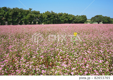 福井の赤ソバ畑 福井の赤ソバ畑 82653765