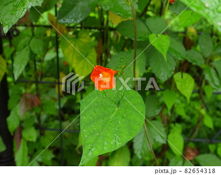 マルバルコウソウ 82654318