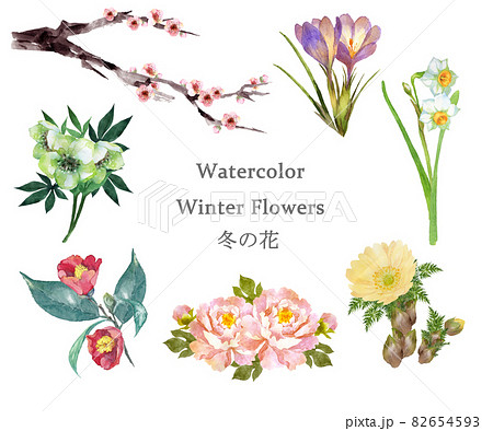 冬の花の水彩画セットのイラスト素材