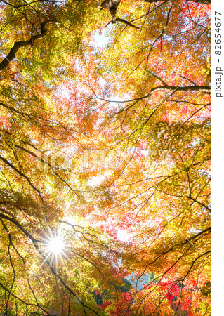 見事な紅葉の間からのぞく放射状に光を放つ太陽。「奥津渓」 82654677