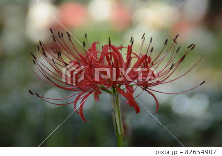 秋の花:ヒガンバナ 秋のお彼岸頃に咲く植物で、赤または白色の花で花弁が特徴的な花。 秋の花:ヒガンバナ 秋のお彼岸頃に咲く植物で、赤または白色の花で花弁が特徴的な花。 82654907