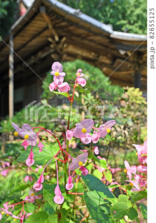 野田市散歩：金乗院　真言宗豊山派　境内に咲くシュウカイドウ 82655125