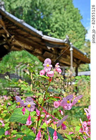 野田市散歩:金乗院 真言宗豊山派 境内に咲くシュウカイドウ 野田市散歩:金乗院 真言宗豊山派 境内に咲くシュウカイドウ 82655126