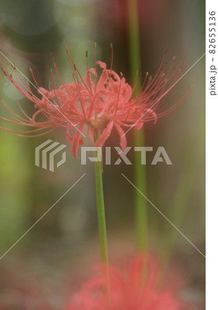 秋の花：ヒガンバナ　秋のお彼岸頃に咲く植物で、赤または白色の花で花弁が特徴的な花。 82655136