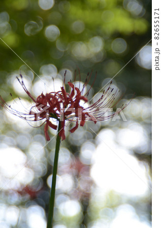 秋の花：ヒガンバナ　秋のお彼岸頃に咲く植物で、赤または白色の花で花弁が特徴的な花。 82655171