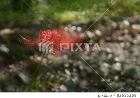 秋の花:ヒガンバナ 秋のお彼岸頃に咲く植物で、赤または白色の花で花弁が特徴的な花。 秋の花:ヒガンバナ 秋のお彼岸頃に咲く植物で、赤または白色の花で花弁が特徴的な花。 82655269
