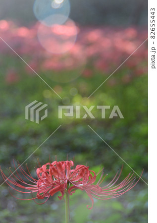 秋の花:ヒガンバナ 秋のお彼岸頃に咲く植物で、赤または白色の花で花弁が特徴的な花。 秋の花:ヒガンバナ 秋のお彼岸頃に咲く植物で、赤または白色の花で花弁が特徴的な花。 82655443