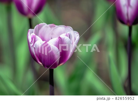 Tulips of the Kropyvnytskyi arboretum, Ukraine 82655952