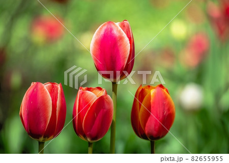 Tulips of the Kropyvnytskyi arboretum, Ukraine Tulips of the Kropyvnytskyi arboretum, Ukraine 82655955