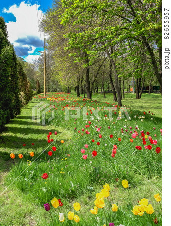 Tulip alley in the Kropyvnytskyi arboretum, Ukraine Tulip alley in the Kropyvnytskyi arboretum, Ukraine 82655957