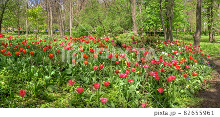 Tulip alley in the Kropyvnytskyi arboretum, Ukraine Tulip alley in the Kropyvnytskyi arboretum, Ukraine 82655961