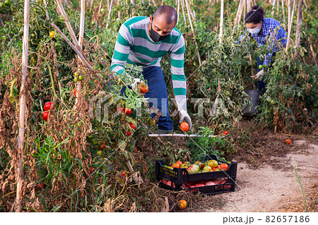 Latino man in protective mask harvesting ripe red tomatoes on the field Latino man in protective mask harvesting ripe red tomatoes on the field 82657186