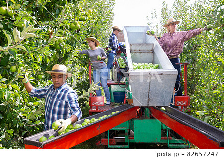 Workers harvesting ripe apples using sorting machine Workers harvesting ripe apples using sorting machine 82657247