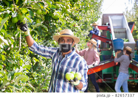 Worker in mask gathering apples at orchard Worker in mask gathering apples at orchard 82657337