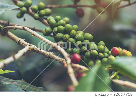 Ripe Red coffee bean berry plant fresh seed coffee tree growth in green eco organic farm. Close up red ripe seed robusta arabica berries harvest for  coffee garden. Fresh coffee bean green leaf bush 82657719