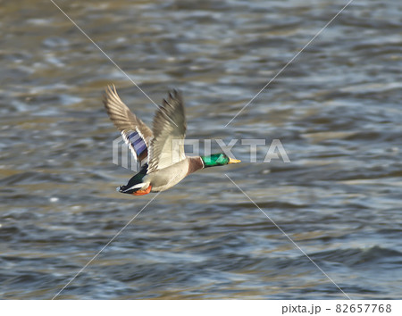 Anas platyrhynchos, wild duck or also mallard. A male mallard flying over the river. 82657768