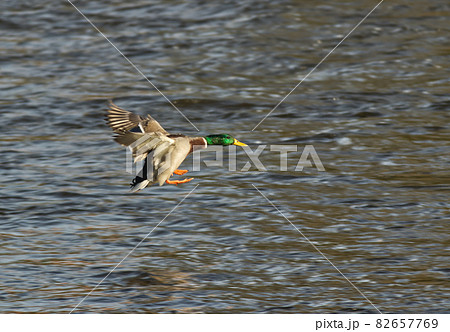 Anas platyrhynchos, wild duck or also mallard. The male duck lands on the surface of the river. 82657769