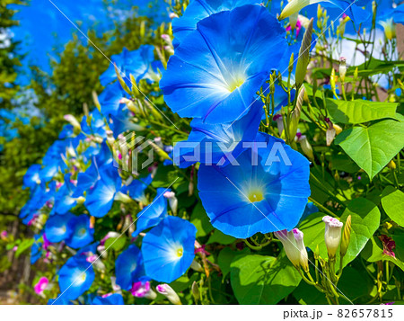 鮮やかな青が広がるアサガオ達 82657815