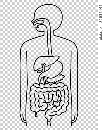 人体の断面図 消化器官 線画 のイラスト素材
