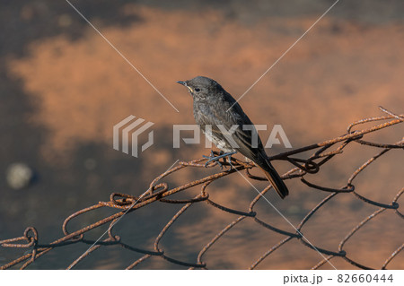 juvenile black redstart bird perched on wire 82660444