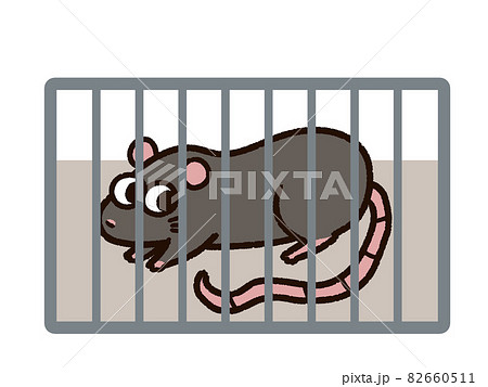 檻に入ったドブネズミ 82660511