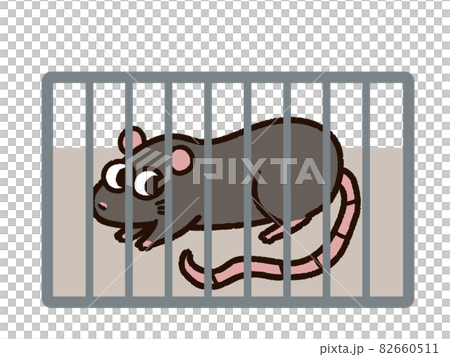 檻に入ったドブネズミ 82660511