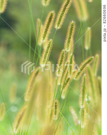 ネコジャラシの群生 82660696