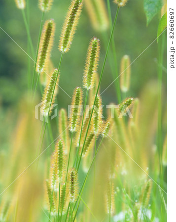 ネコジャラシの群生 82660697