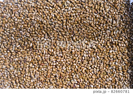 エビスグサの種子 82660781