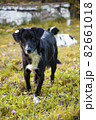 close-up portrait of a dog with a chip in the ear 82661018