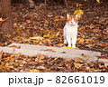white cat with red spots on autumn foliage close-up 82661019