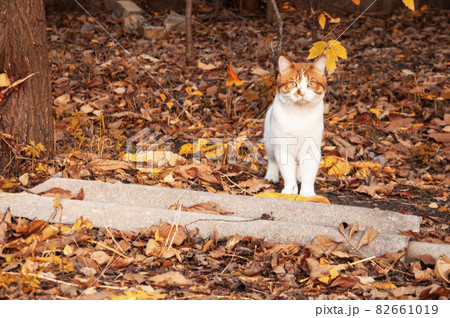 white cat with red spots on autumn foliage close-up white cat with red spots on autumn foliage close-up 82661019