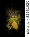 autumn leaf on a dark background close up 82661020