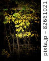 young trees in autumn on a dark background close-up 82661021