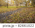 autumn path in the park with fallen leaves in the evening light 82661022
