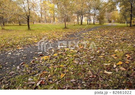 autumn path in the park with fallen leaves in the evening light autumn path in the park with fallen leaves in the evening light 82661022