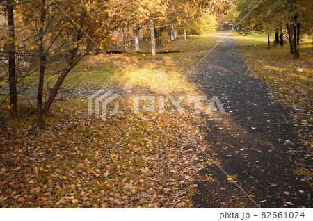 autumn path in the park with fallen leaves and sunbeam 82661024