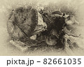 sawn fallen tree in black and white photo 82661035
