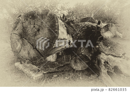 sawn fallen tree in black and white photo sawn fallen tree in black and white photo 82661035