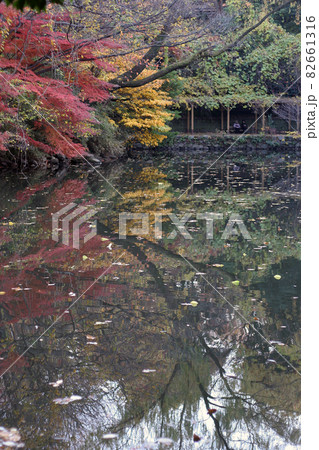 秋の三四郎池 秋の三四郎池 82661316