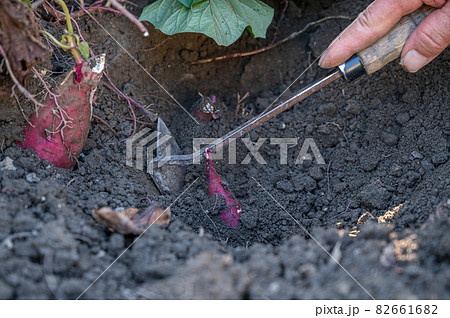 芋掘り 家庭菜園 芋掘り 家庭菜園 82661682