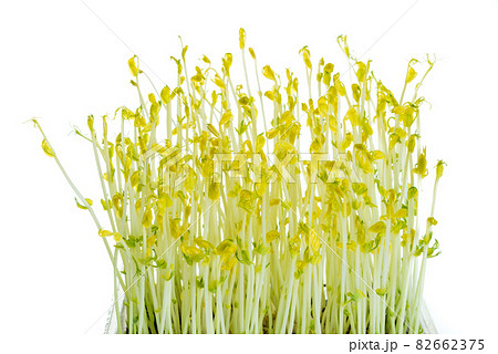 pea sprouts grown in darkness for extra crispiness 82662375