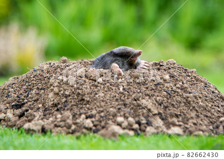 Mole [Talpa europaea] in the lawn 82662430