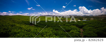 Landscape with tea fields at Sahambavy, Fianarantsoa ,Madagascar 82662629