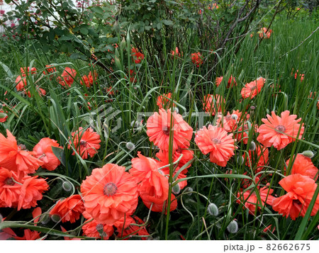 Papaver. Red terry poppy. A rare garden plant. Glade with poppies. 82662675