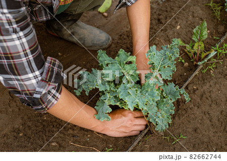 Gardening concept a young male gardener taking care of a vegetable by shoveling the soil around the plant 82662744