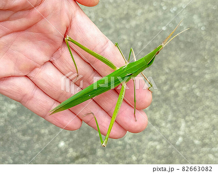 鮮やかな緑の精霊蝗虫(手乗り) 鮮やかな緑の精霊蝗虫(手乗り) 82663082
